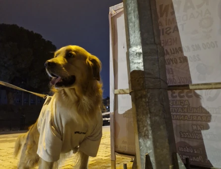 Golden OĞLUMUZA EŞ ARIYORUZ - 118985327