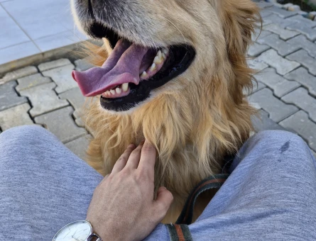 Golden OĞLUMUZA EŞ ARIYORUZ - Görsel 4
