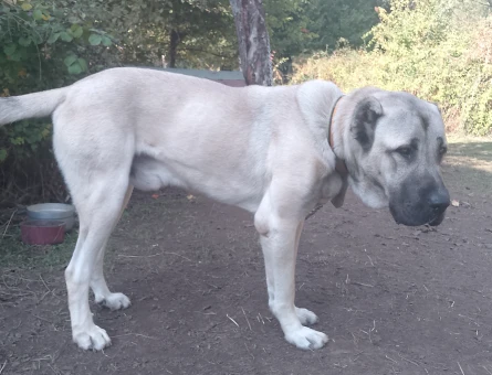 1 Yaşında Çok fizikli kangal - 118985320