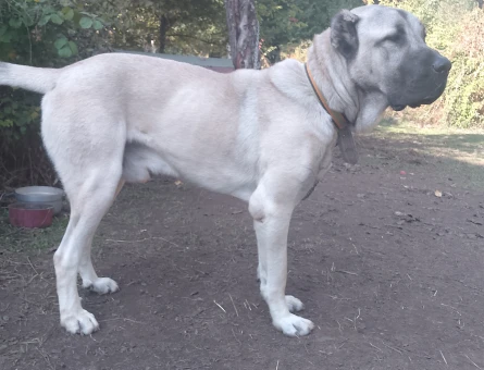1 Yaşında Çok fizikli kangal - Görsel 3
