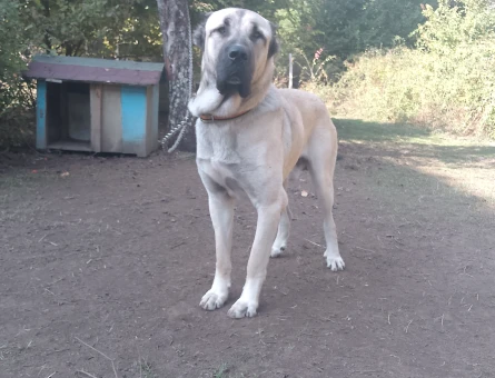 1 Yaşında Çok fizikli kangal - Görsel 4