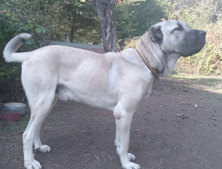 1 Yaşında Çok fizikli kangal - Görsel 5