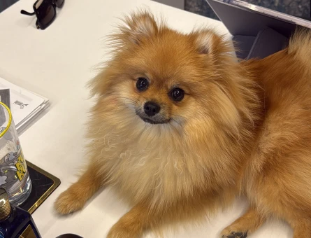 pomerian spitz - 118985298