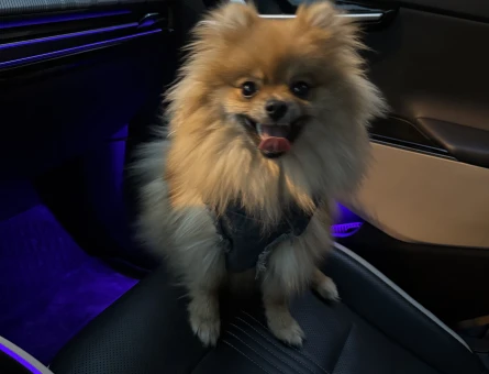 pomerian spitz - Görsel 4