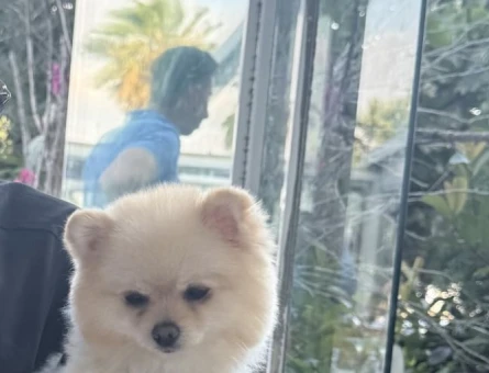 Pomerian boo teacup oğluma eş arıyorum - 118985299