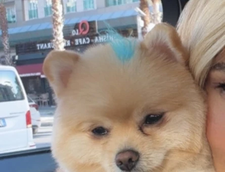 Pomerian boo teacup oğluma eş arıyorum - Görsel 3