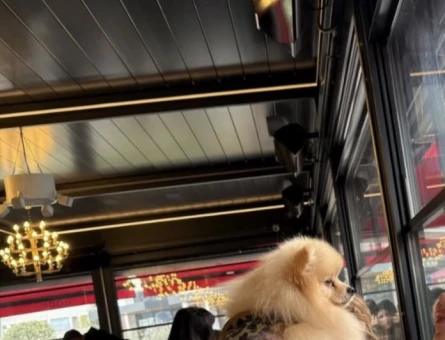 Pomerian boo teacup oğluma eş arıyorum - Görsel 4