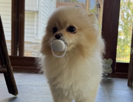 Pomerian boo teacup oğluma eş arıyorum - Görsel 5