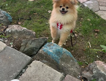Pomeranian Boo Oğlum gofrete eş arıyorum - 118985314