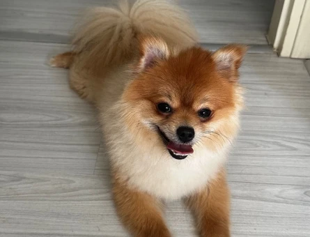 Pomeranian Boo Oğlum gofrete eş arıyorum - Görsel 3