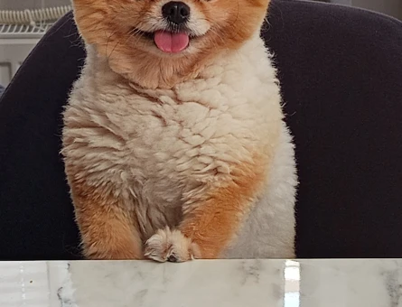 Pomerian boo toy kızımıza eş arıyoruz - 118985325
