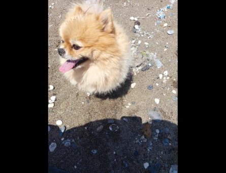 Pomerian boo toy kızımıza eş arıyoruz - Görsel 3