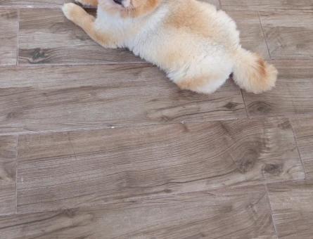 Pomerian boo toy kızımıza eş arıyoruz - Görsel 4