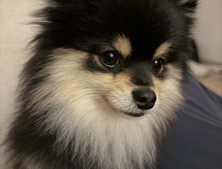 18 aylık özel renk Pomeranian Erkek - 118985335