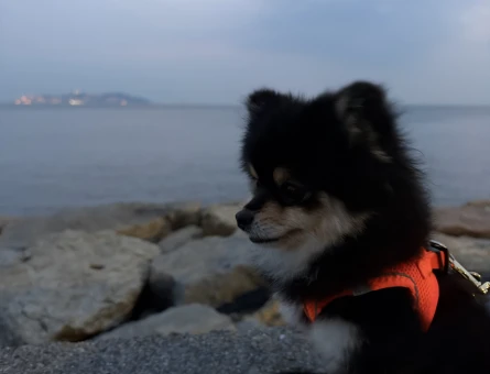 18 aylık özel renk Pomeranian Erkek - Görsel 3