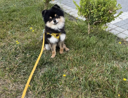 18 aylık özel renk Pomeranian Erkek - Görsel 4