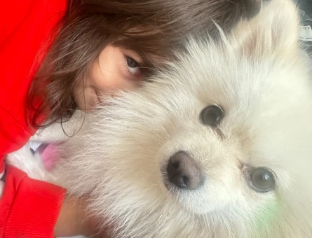Pomeranian Boo Erkek Köpeğime Eş Arıyorum - 118985354