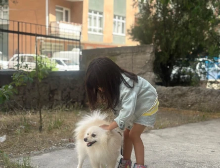 Pomeranian Boo Erkek Köpeğime Eş Arıyorum - Görsel 3