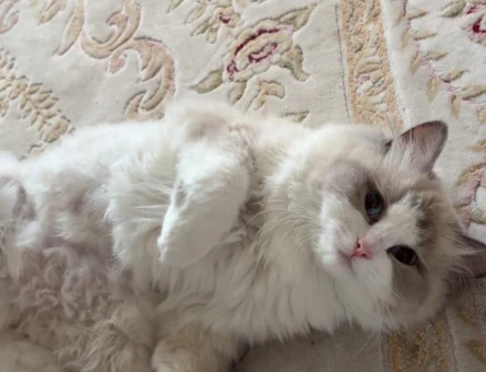 Ragdoll kızımıza safkan ragdoll eş arıyoruz - 118985276
