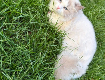 Ragdoll kızımıza safkan ragdoll eş arıyoruz - Görsel 3