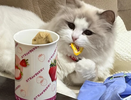Ragdoll kızımıza safkan ragdoll eş arıyoruz - Görsel 4