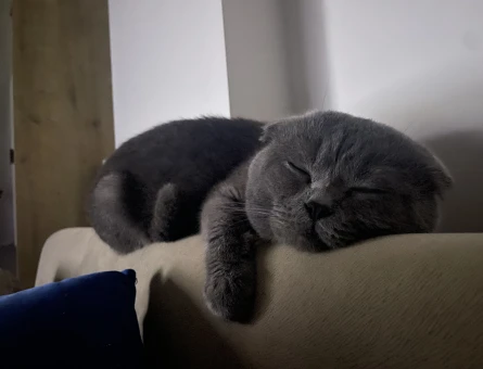 Scottish fold 3 yaşındaki erkek kedimize eş arıyoruz - 118985275