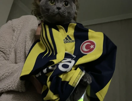 Scottish fold 3 yaşındaki erkek kedimize eş arıyoruz - Görsel 3
