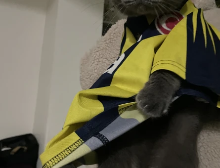 Scottish fold 3 yaşındaki erkek kedimize eş arıyoruz - Görsel 4