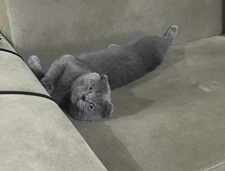 Scottish fold 3 yaşındaki erkek kedimize eş arıyoruz - Görsel 5