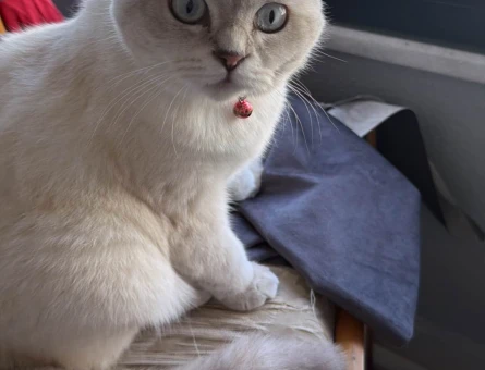 scottish fold 1 Yaşında - 118985279