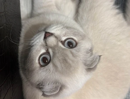 scottish fold 1 Yaşında - Görsel 3