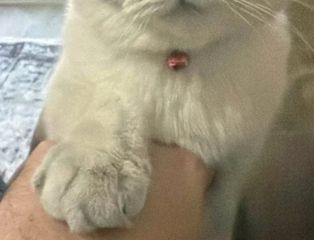 scottish fold 1 Yaşında - Görsel 4