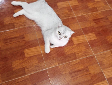 scottish fold dişi ladyme eş arıyorum - 118985280