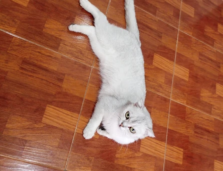 scottish fold dişi ladyme eş arıyorum - Görsel 3