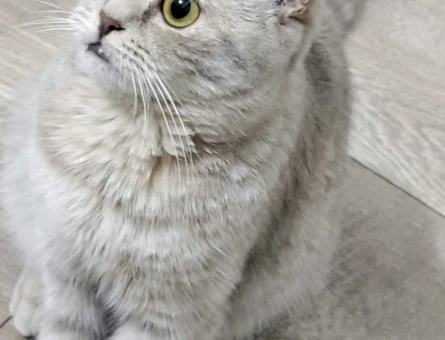 Scottish Fold 1,5 Yaşında - 118985283