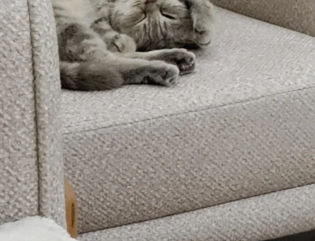 Scottish Fold 15 Yaşında - Görsel 3