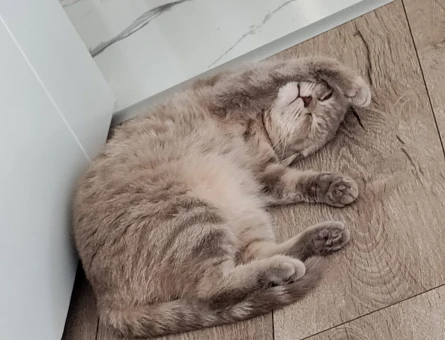 Scottish Fold 15 Yaşında - Görsel 4