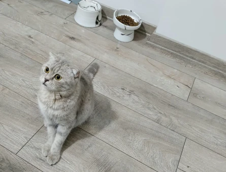 Scottish Fold 15 Yaşında - Görsel 5
