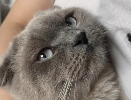 Scottish Fold 1 Yaşında Eş Arıyor - 118985312