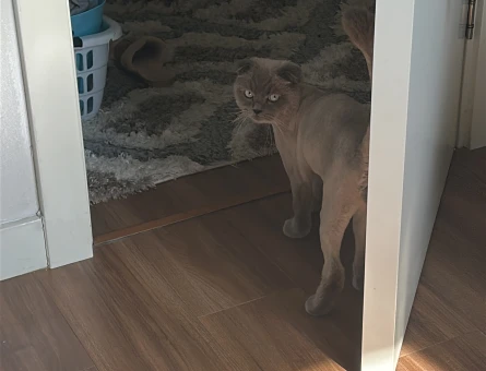 Scottish Fold 1 Yaşında Eş Arıyor - Görsel 3