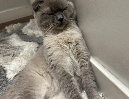 Scottish Fold 1 Yaşında Eş Arıyor - Görsel 4
