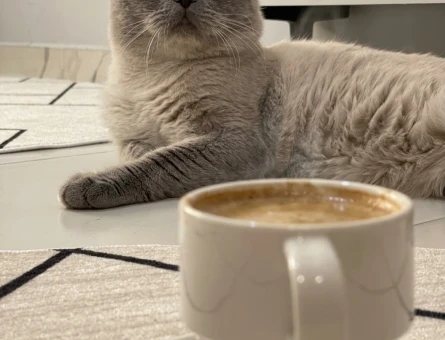 Scottish Fold Oğlumuza eş arıyoruz - Görsel 2
