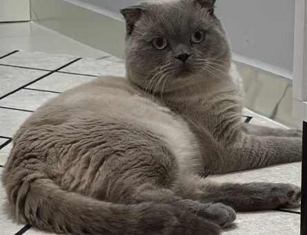 Scottish Fold Oğlumuza eş arıyoruz - Görsel 3