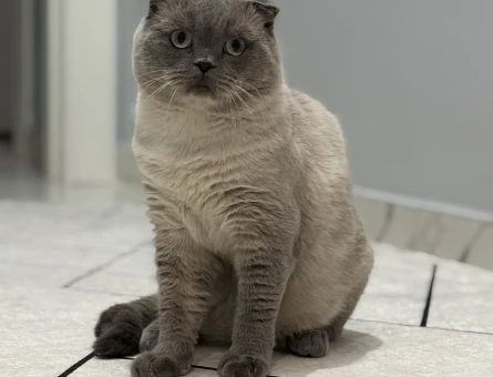 Scottish Fold Oğlumuza eş arıyoruz - Görsel 4
