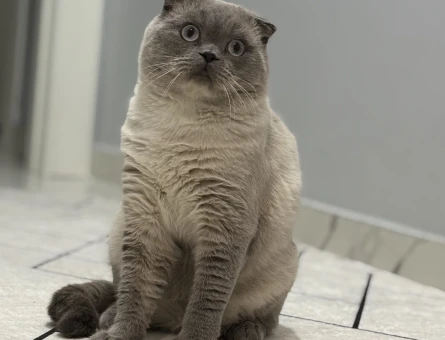 Scottish Fold Oğlumuza eş arıyoruz - Görsel 5