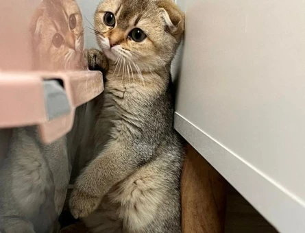 10 Aylık Safkan Scottish Fold Kızımıza Sağlıklı Eş Arıyoruz - 118985328