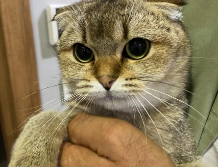 10 Aylık Safkan Scottish Fold Kızımıza Sağlıklı Eş Arıyoruz - Görsel 3