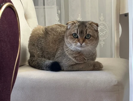 10 Aylık Safkan Scottish Fold Kızımıza Sağlıklı Eş Arıyoruz - Görsel 4