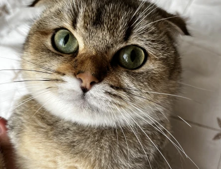 10 Aylık Safkan Scottish Fold Kızımıza Sağlıklı Eş Arıyoruz - Görsel 5
