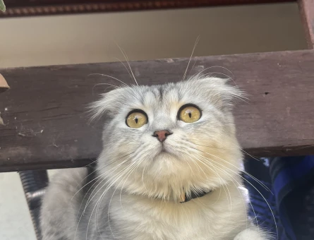 Scottish Fold Oğlumuza eş arıyoruz - 118985348